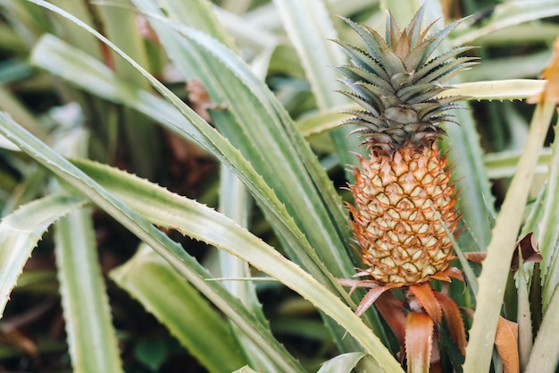 Ananas Na Kępie Ma Różowe Oczy. W Ogrodach Plantacji Ananasów Rosną Owoce Tropikalne.