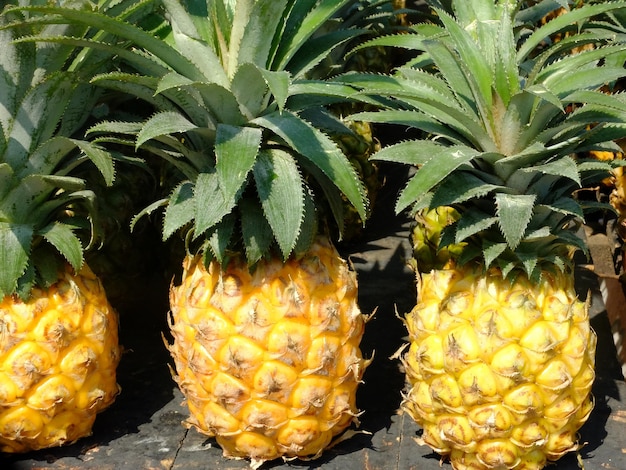 Ananas To Roślina Tropikalna O Jadalnych Owocach. Ananas Komos. świeży Ananas. Nanas Madu.