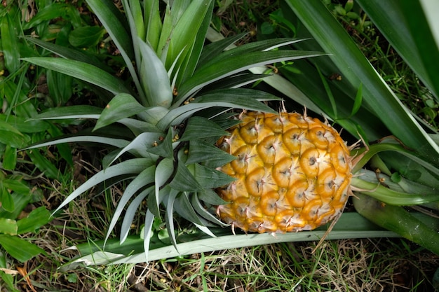 Ananas to tropikalna roślina o jadalnych owocach. Ananas w ogrodzie. owoce ananasa.