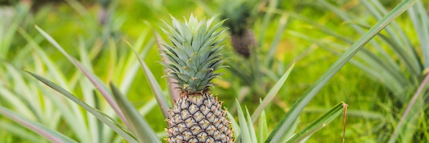 Ananas tropikalny dojrzały owoc rosnący w ogrodzie BANNER długi format