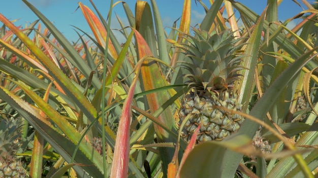 Ananas uprawiany na wyspie Mauritius. Pole z tropikalnymi owocami rosnącymi w krzakach