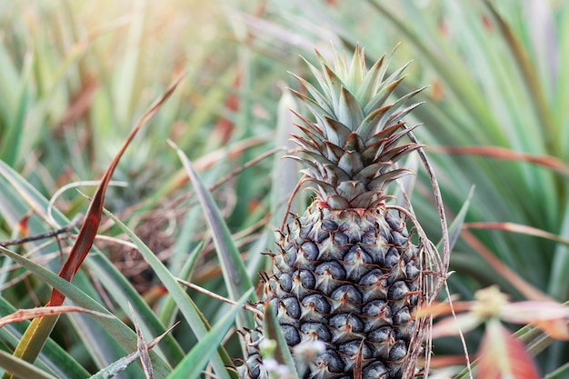 Ananas w słońcu.