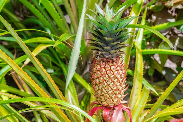 ananasowy owoc odizolowywający w plantaci z światłem słonecznym z liśćmi