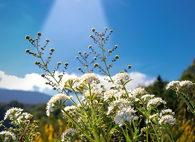 Zdjęcie anaphalis margaritacea benthwild kwitnie w lesie ze światłem słonecznym i błękitnym niebem na górze