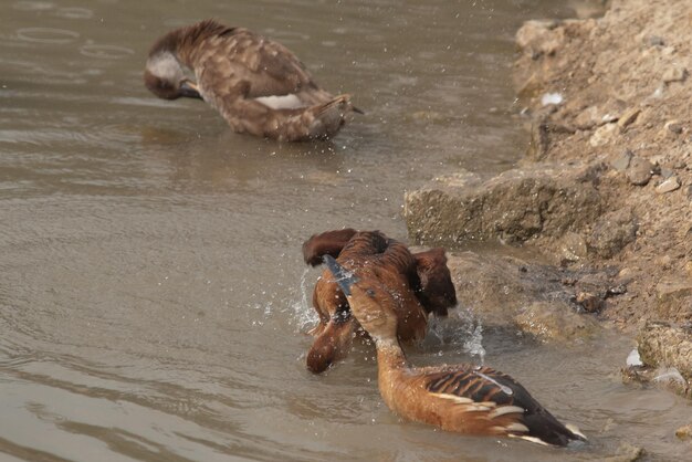 Anas platyrhynchos anatidae to pospolita kaczka