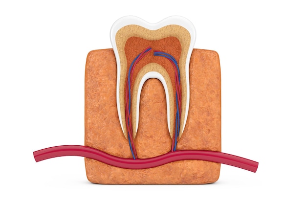 Anatomia i budowa ludzkiego zęba na białym tle. Renderowanie 3D