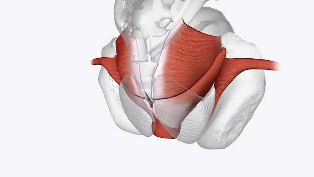Anatomia kanału analnego układu mięśniowego