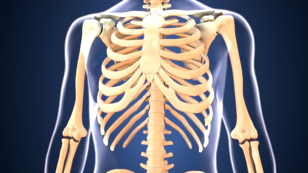 Anatomia klatki piersiowej Kości medyczna ilustracja 3d
