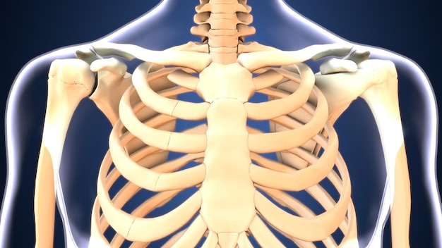 Anatomia klatki piersiowej Kości medyczna ilustracja 3d