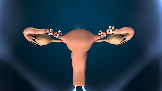 anatomia kobiecego układu rozrodczego