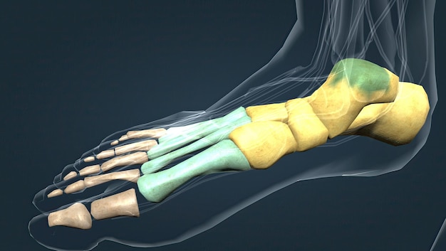 Anatomia kości śródstopia ludzkiej stopy
