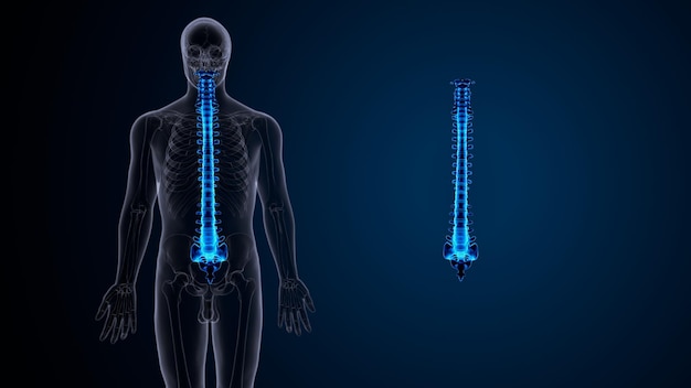 Anatomia kręgosłupa ludzkiego ilustracja 3D