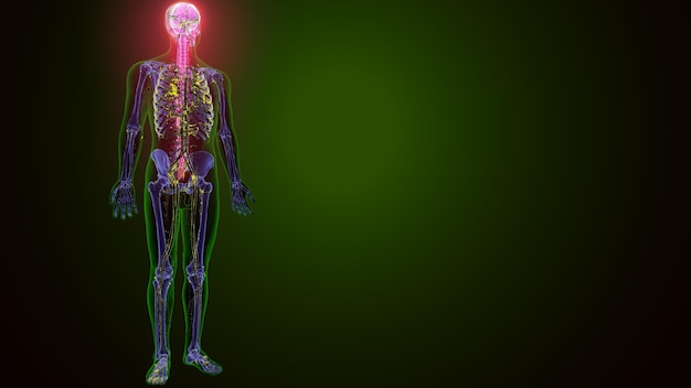 Anatomia ludzkiego mózgu 3D render