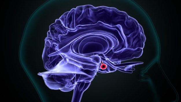 Zdjęcie anatomia ludzkiego mózgu ilustracja 3d