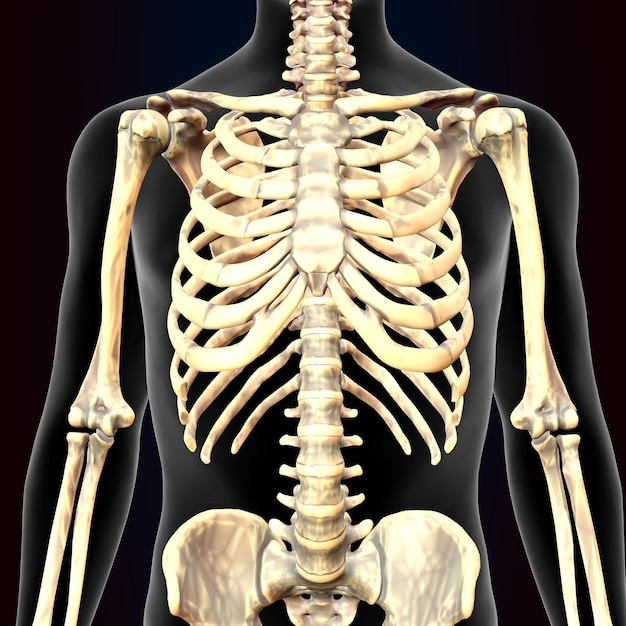 Anatomia ludzkiego mózgu ilustracja 3D