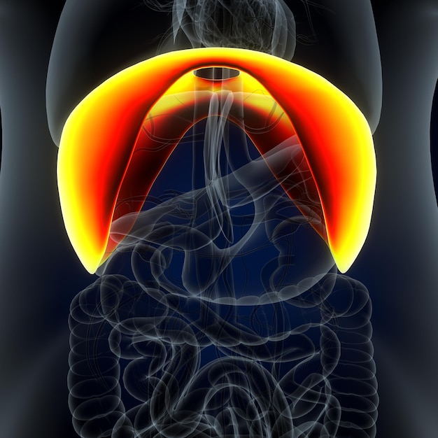 Anatomia ludzkiego serca dla koncepcji medycznej Ilustracja 3D Ludzki układ oddechowy