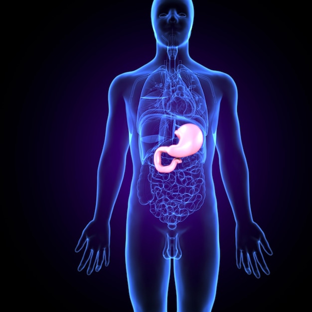 Anatomia ludzkiego żołądka dla koncepcji medycznej ilustracja 3D