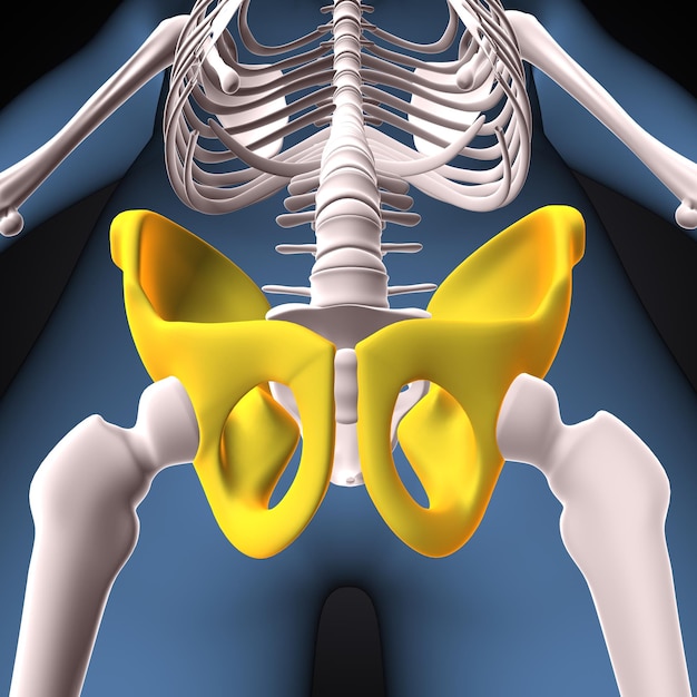 Anatomia ludzkiej kości udowej 3d render