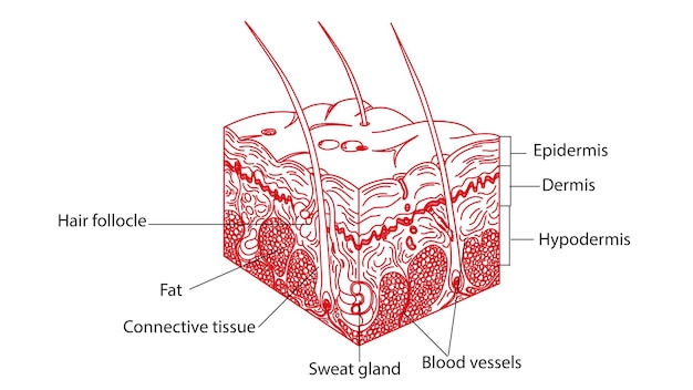 Zdjęcie anatomia ludzkiej skóry 3d