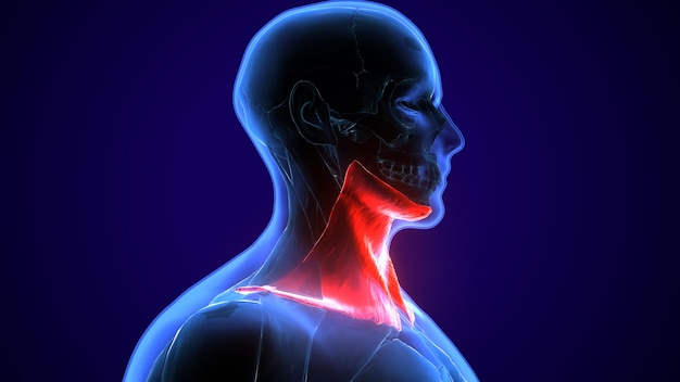 Anatomia mięśni ludzkich ilustracja 3D
