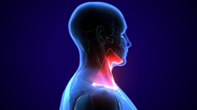 Anatomia mięśni ludzkich ilustracja 3D