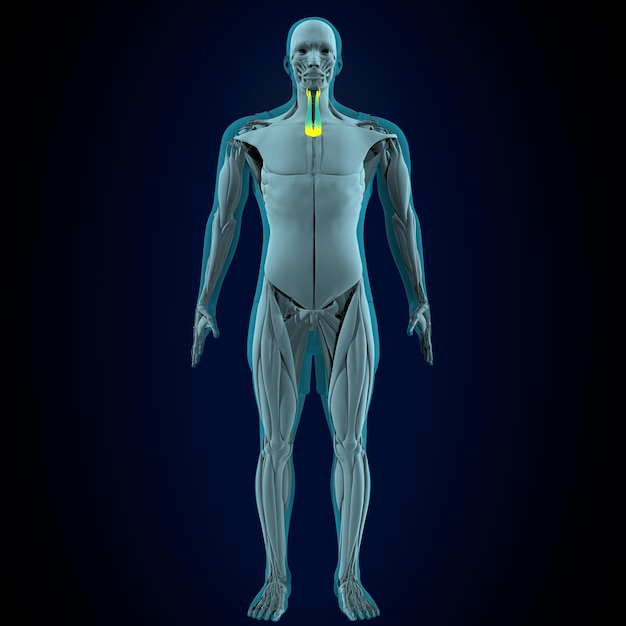 anatomia mięśni ludzkiego ciała