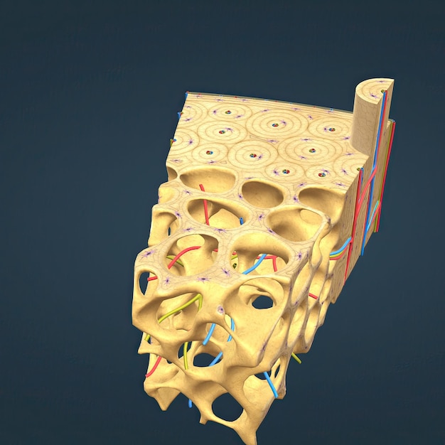 Anatomia mikroskopijnego widoku kości długich