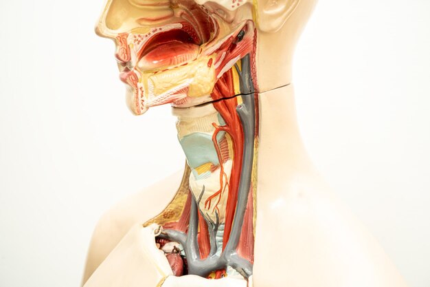Zdjęcie anatomia modelu gardła, gardła i gardła dla kursu szkoleniowego w dziedzinie medycyny