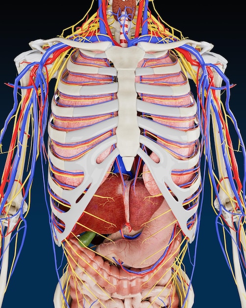 Zdjęcie anatomia narządów ludzkich