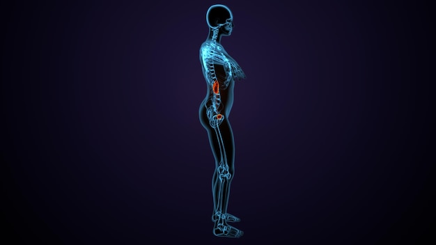 anatomia nerek ludzkiego ciała ilustracja 3D