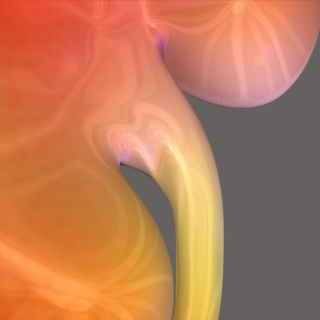 Anatomia nerki ludzkiej dla koncepcji medycznej ilustracja 3D