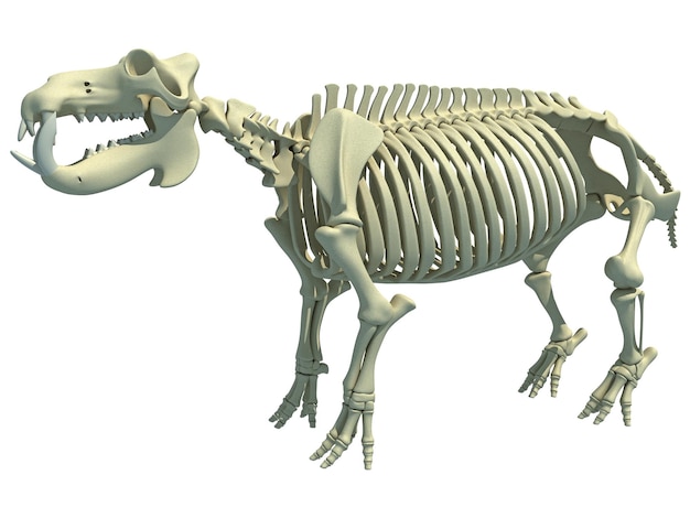 Zdjęcie anatomia szkieletu hipopotama rzeki 3d rendering
