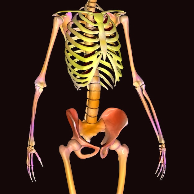 Zdjęcie anatomia szkieletu ludzkiego ciała ilustracja 3d