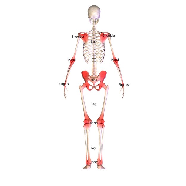 Anatomia szkieletu ludzkiego Dla koncepcji medycznej Ilustracja 3D