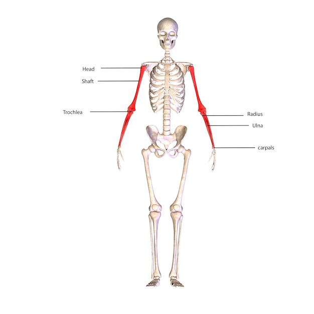 Zdjęcie anatomia szkieletu ludzkiego dla koncepcji medycznej ilustracja 3d