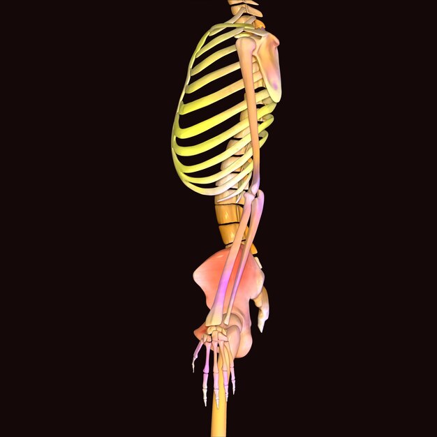 Zdjęcie anatomia szkieletu ludzkiego dla koncepcji medycznej ilustracja 3d