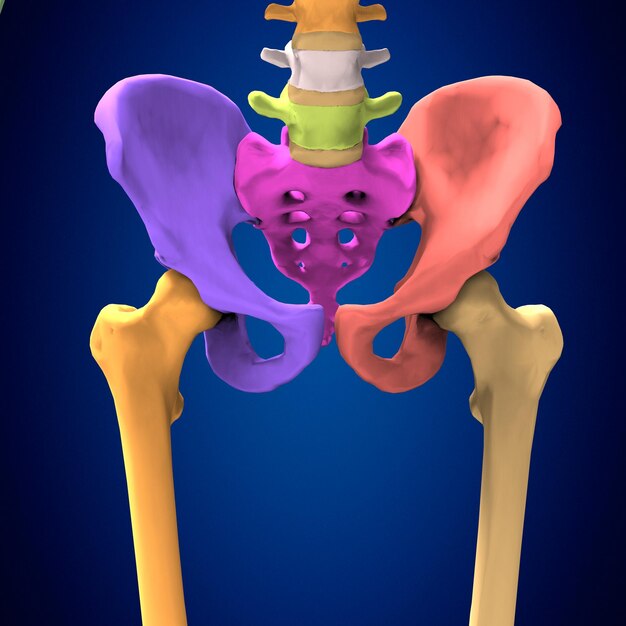 Anatomia szkieletu ludzkiego Dla koncepcji medycznej Ilustracja 3D