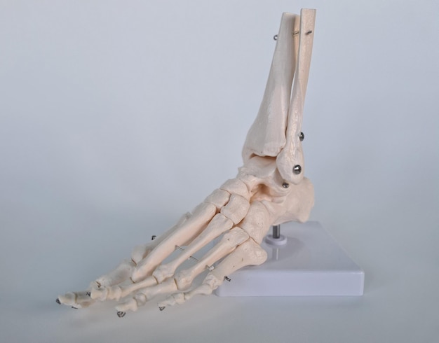 Anatomiczny model kości ludzkiej stopy