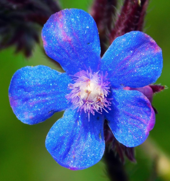 Anchusa azurea niebieski kwiat w krajobrazach