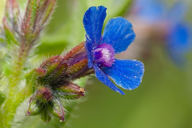 Anchusa ogrodowa lub włoski bugloss Anchusa azurea Malaga Hiszpania