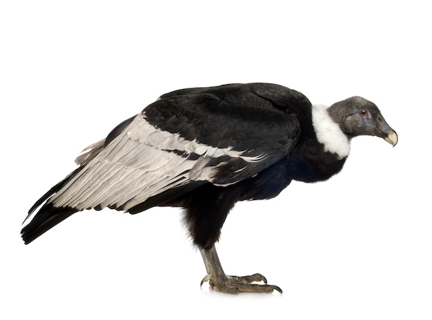 Andean Condor (15 lat) Vultur gryphus - z przodu na białym na białym tle