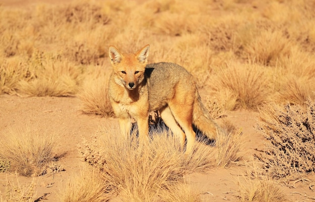 Andean Fox Gracing na łące pustyni Atakama w północnej części Chile