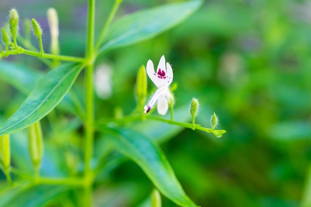 Andrographis Paniculata świeże Tajskie Zioła Lecznicze Zioła Organiczne Liście Roślin I Zbliżenie Kwiatów