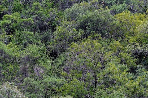 Andyjskie rodzime krajobrazy leśne fragment naturalnych roślin
