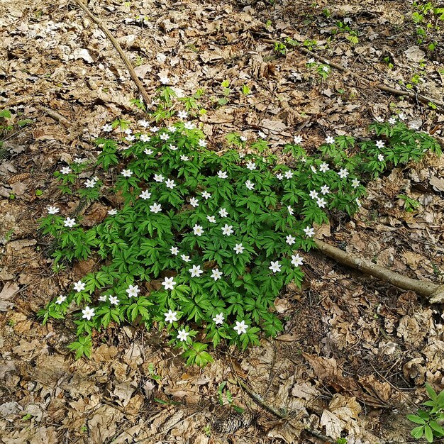 Anemone anemone Anemone nemorosa white anemone biały dąb anemon w lesie