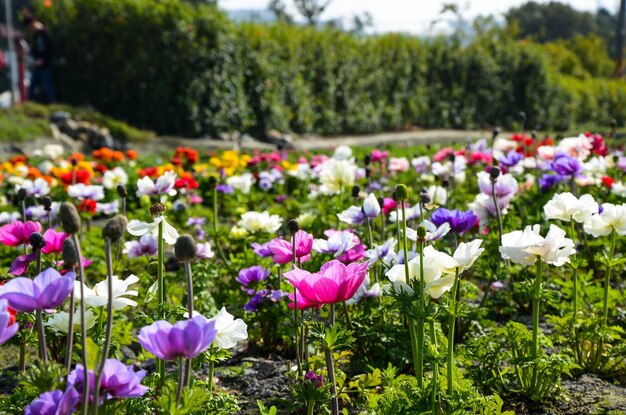 Anemone chinensis Poppy Anemone Windflower