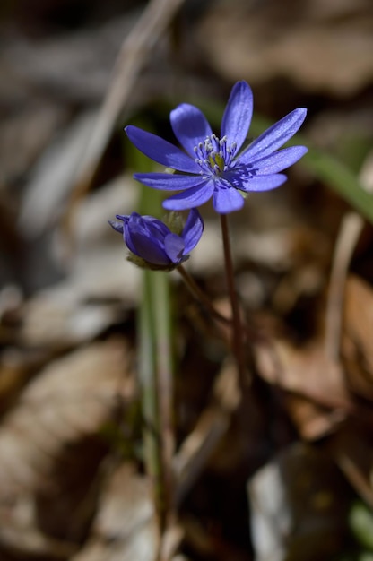 Anemone hepatica mały wczesnowiosenny purpurowy dziki kwiat