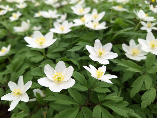 Anemone Nemorosa kwitnie wiosną