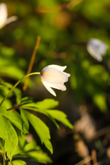 Anemone nemorosa w dzikim lesie wiosną Piękne białe kwiaty