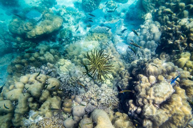 Anemone rafa koralowa żółta czarna podwodna piękna